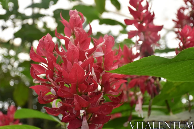 Spiral Petals in Nature Free Stock Photo