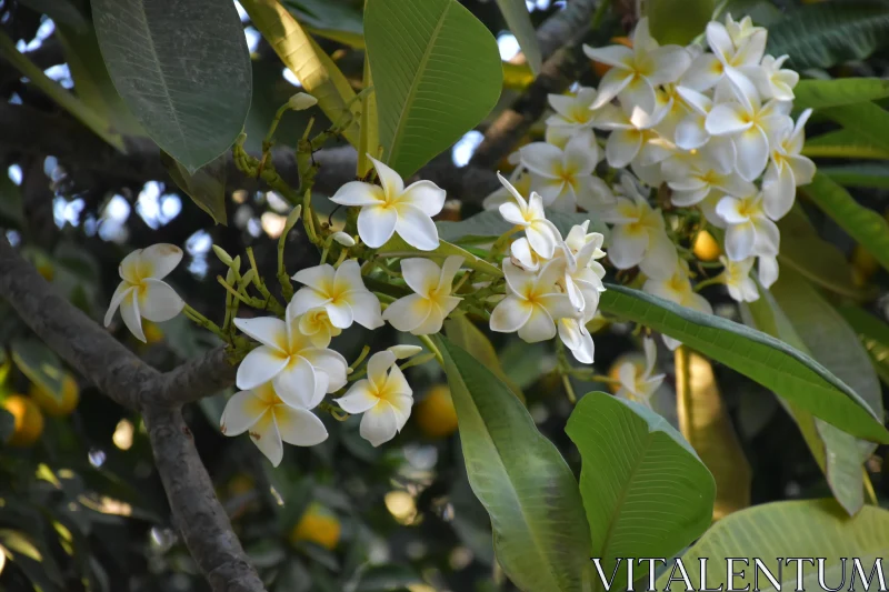 PHOTO Serene Tropical Flowers