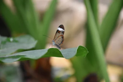 Glasswing Butterfly Serenity