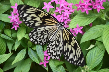 Butterfly Resting Among Blossoms