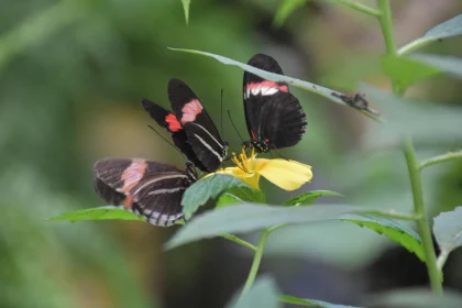 Butterflies and Yellow Blossom Close-Up