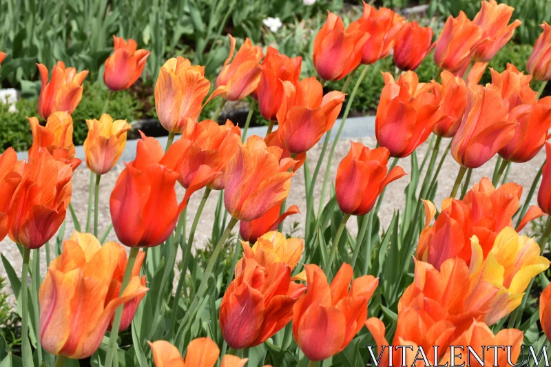 PHOTO Vibrant Spring Tulips