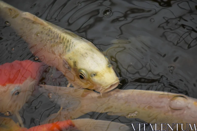 PHOTO Serene Koi Fish Reflections