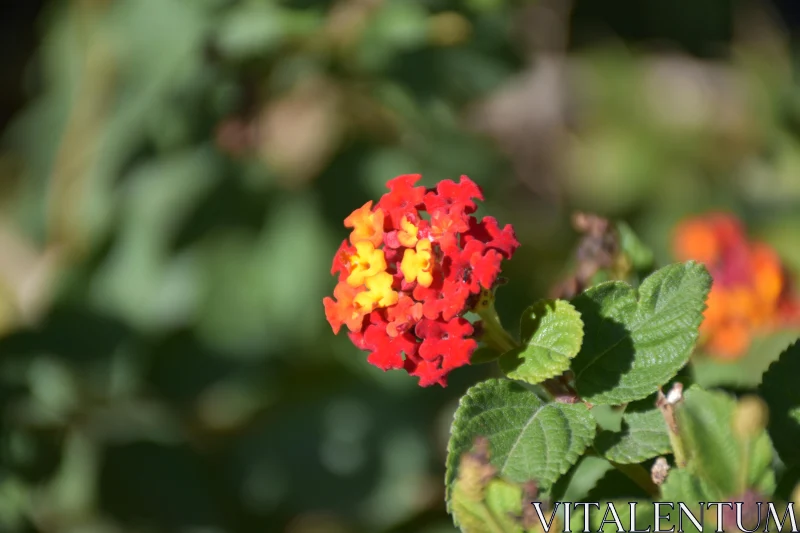 Colorful Lantana Blossoms in Nature Free Stock Photo