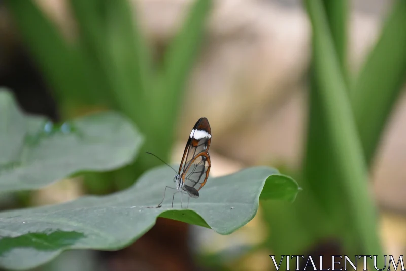 Transparent Wings: Beauty of a Glasswing Butterfly Free Stock Photo