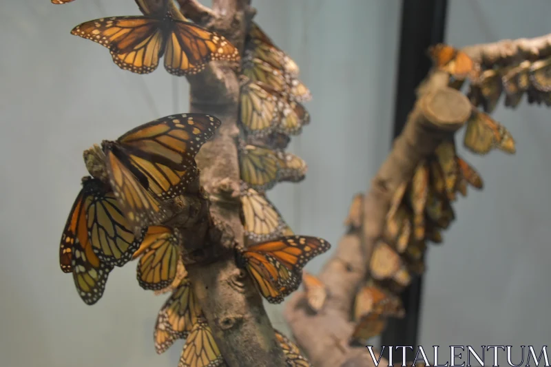 PHOTO Monarch Butterflies in Restful Congregation