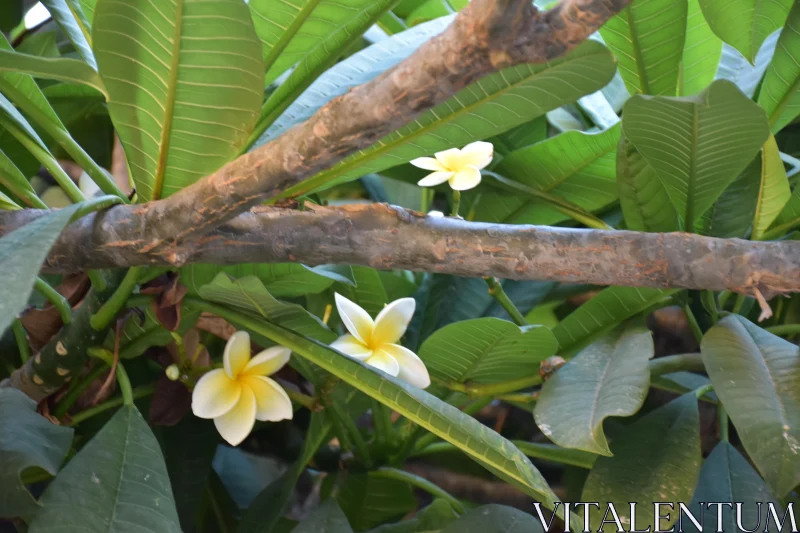 Frangipani Blooms with Lush Leaves Free Stock Photo