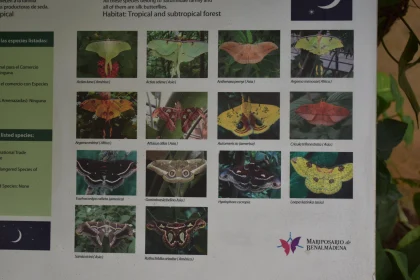 Moth & Butterfly Guide