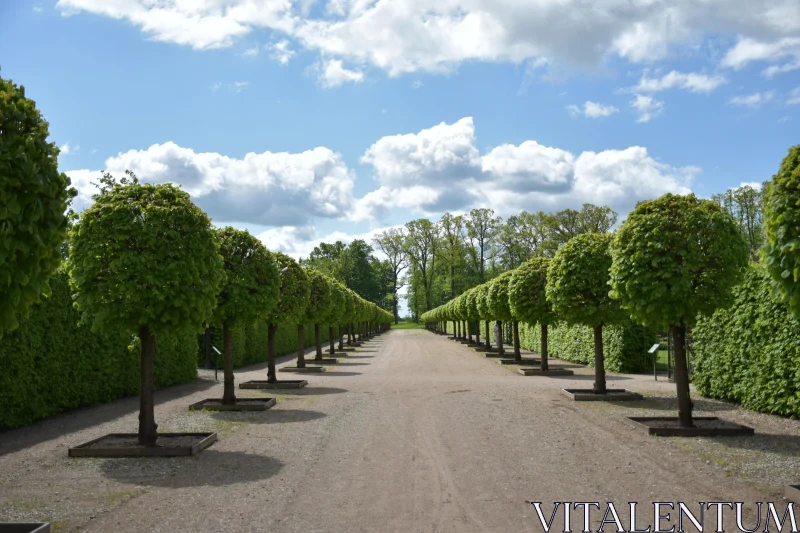 PHOTO Serene Green Avenue Under Blue Skies