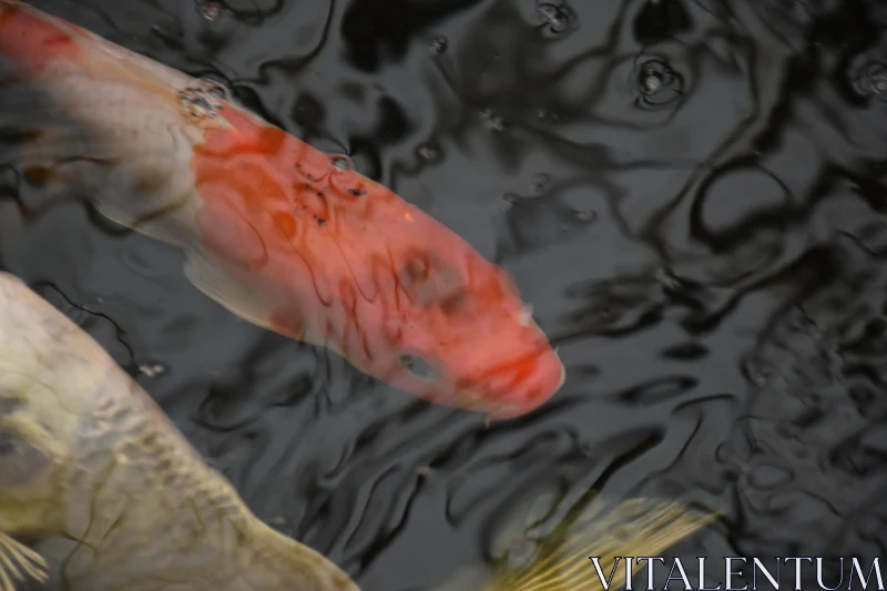 PHOTO Graceful Koi Fish in Water