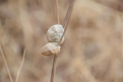 Macro Shot of Snails and Shell