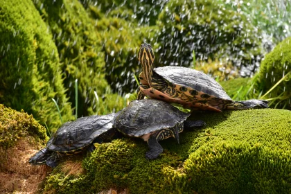 Peaceful Turtles on Green Moss