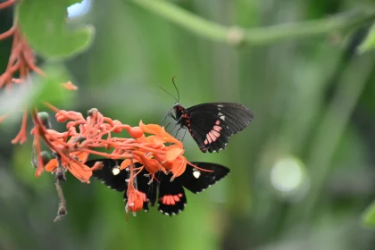 Butterflies and Orange Flowers