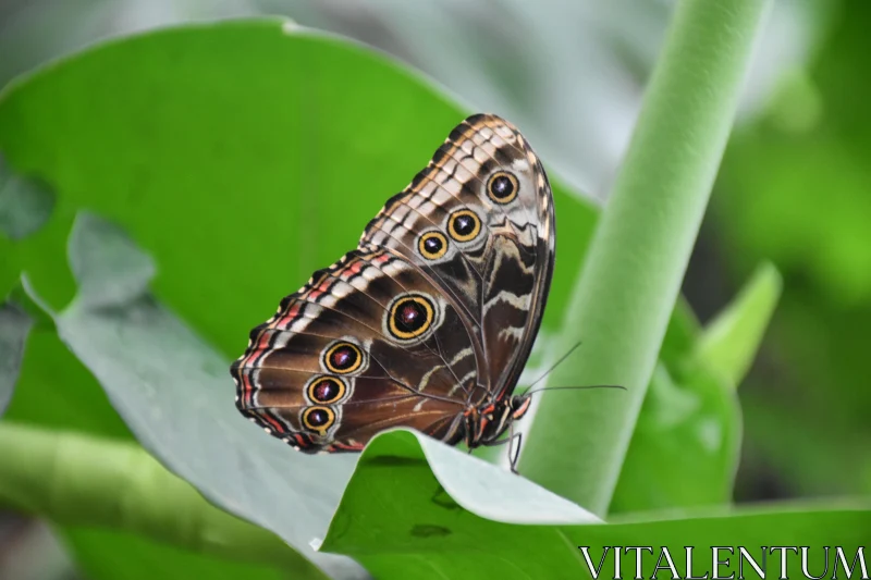 PHOTO Butterfly with Patterned Wings on Leaf