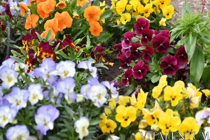 PHOTO Vibrant Pansies Garden