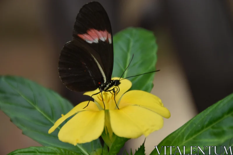 Delicate Butterfly and Yellow Blossom Free Stock Photo