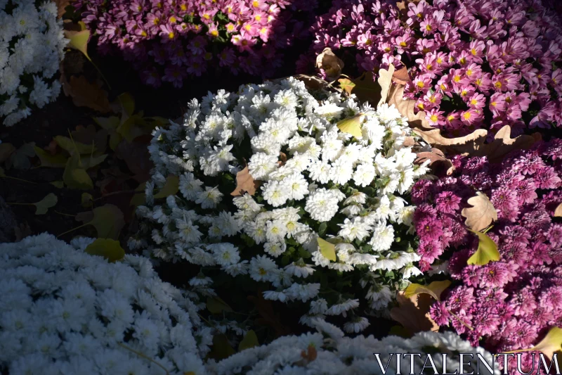 PHOTO Colorful Chrysanthemums