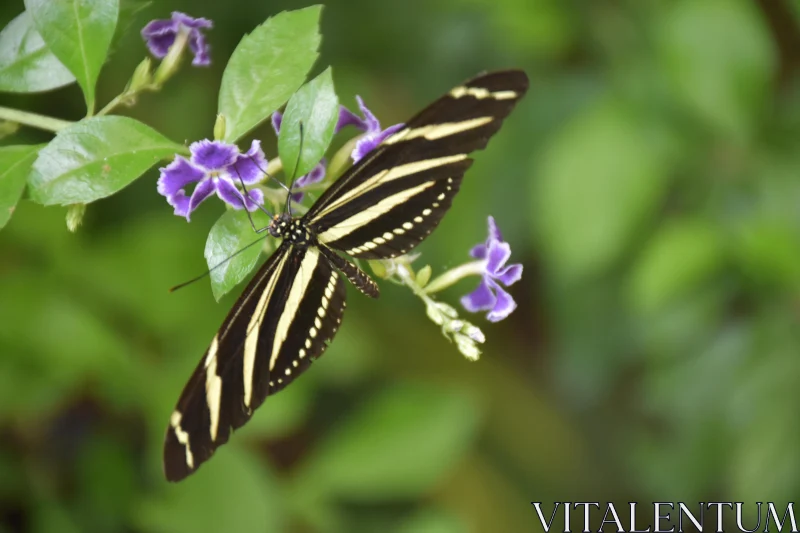 PHOTO Butterfly with Bold Yellow Stripes