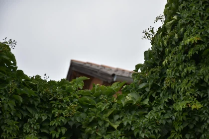 Rustic Roof Beneath Green Ivy