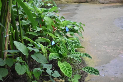 Tropical Garden Butterflies