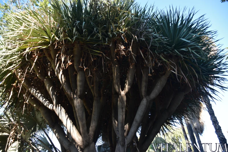 PHOTO Close-Up of a Lush Green Tree