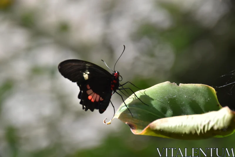 Butterfly Perched on Leaf Free Stock Photo