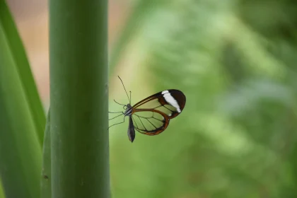 Transparent Wings of a Glasswing Butterfly