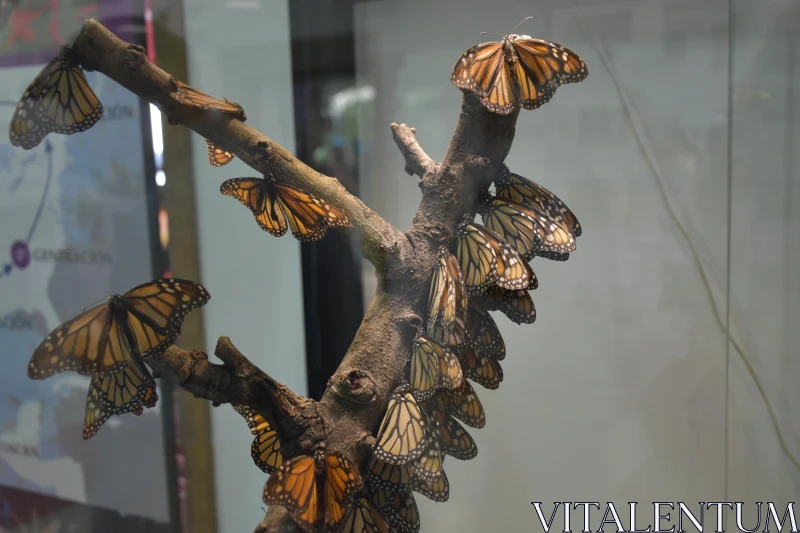 PHOTO Elegant Monarch Butterfly Display