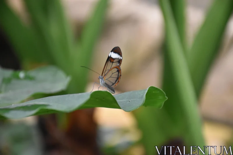 PHOTO Glasswing Butterfly Serenity