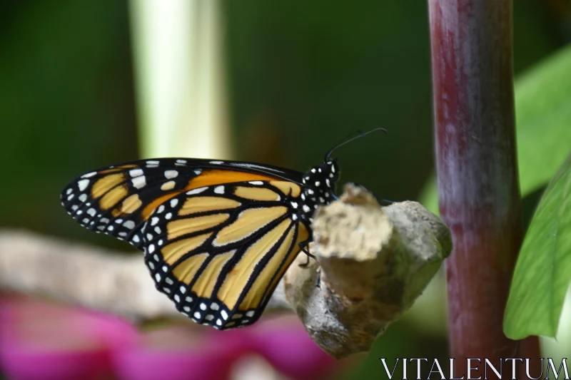 Detailed Butterfly Close-Up Free Stock Photo