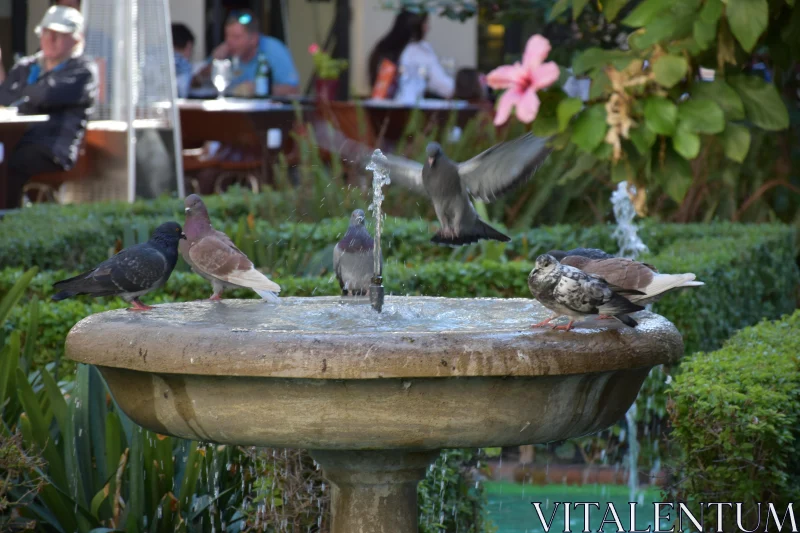 PHOTO Garden Fountain with Pigeons