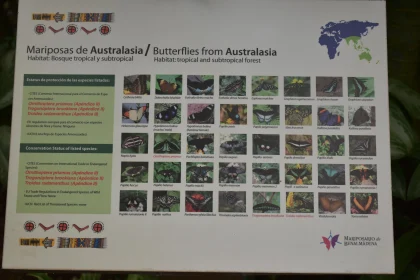 Butterfly Diversity in Australasia