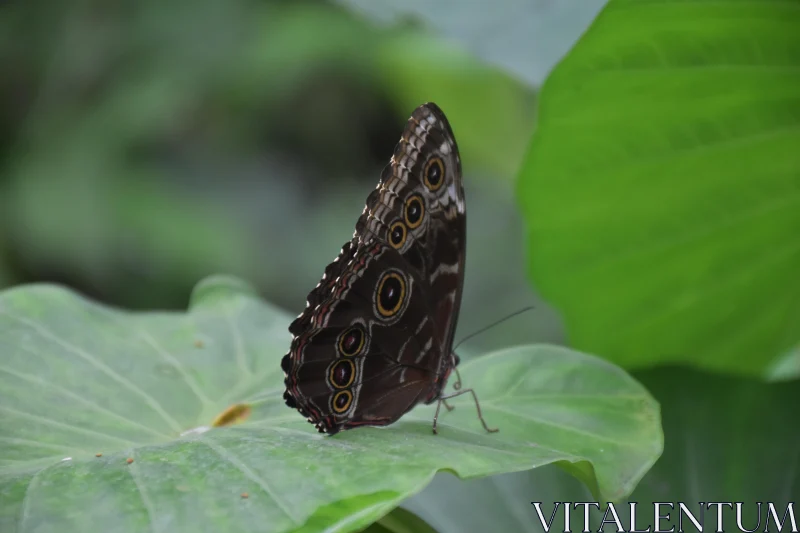 Elegant Butterfly on Green Foliage Free Stock Photo