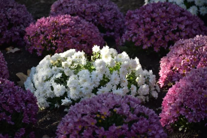 Blossoming Chrysanthemums in a Garden