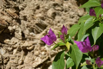 Vibrant Bougainvillea Against Stone