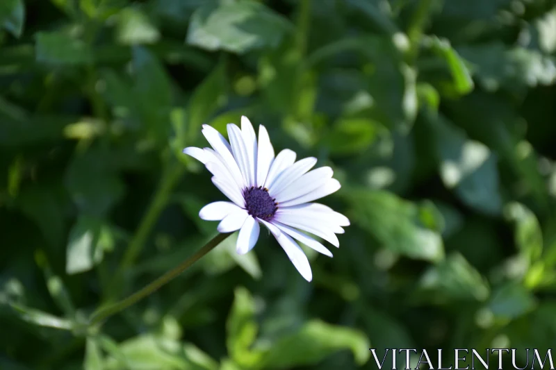 White Daisy Blossom Surrounded by Green Leaves Free Stock Photo