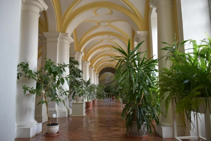 Elegant Corridor with Plants and Columns