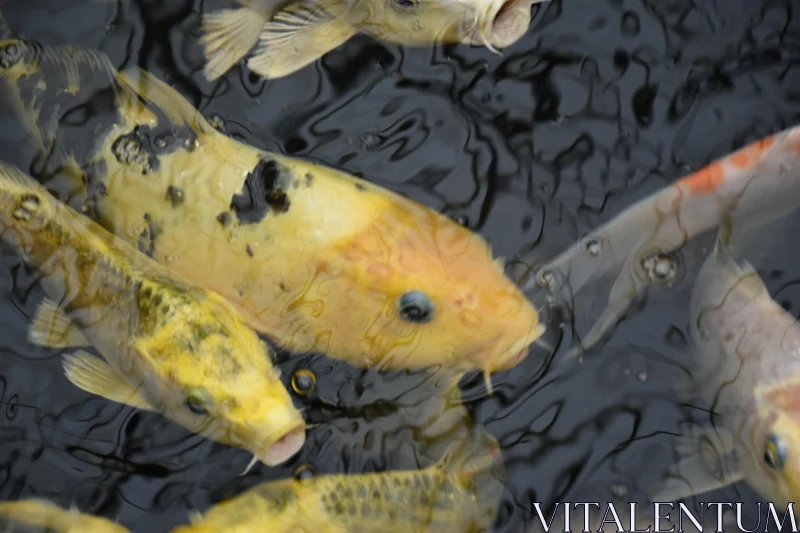 PHOTO Graceful Koi in Tranquil Waters