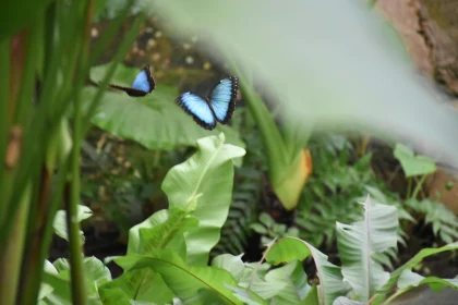 Ethereal Blue Butterflies