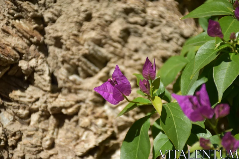 Vibrant Bougainvillea Against Stone Free Stock Photo