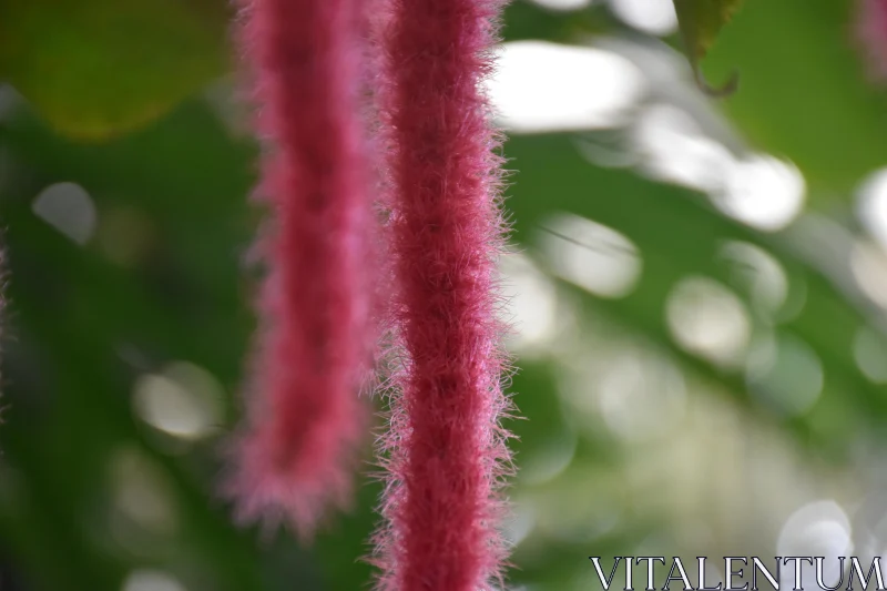 Pink Catkin Against Green Leaves Free Stock Photo