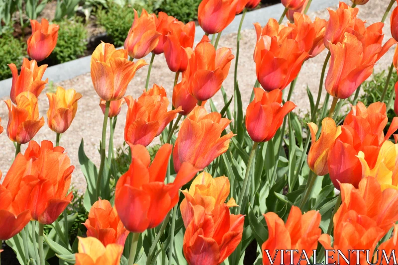 PHOTO Sunlit Orange Tulip Garden