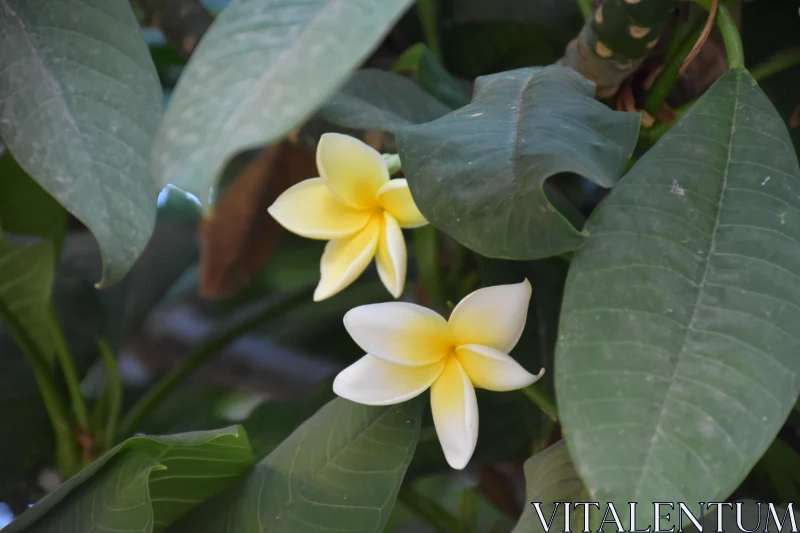 Blooming Plumerias in Natural Setting Free Stock Photo