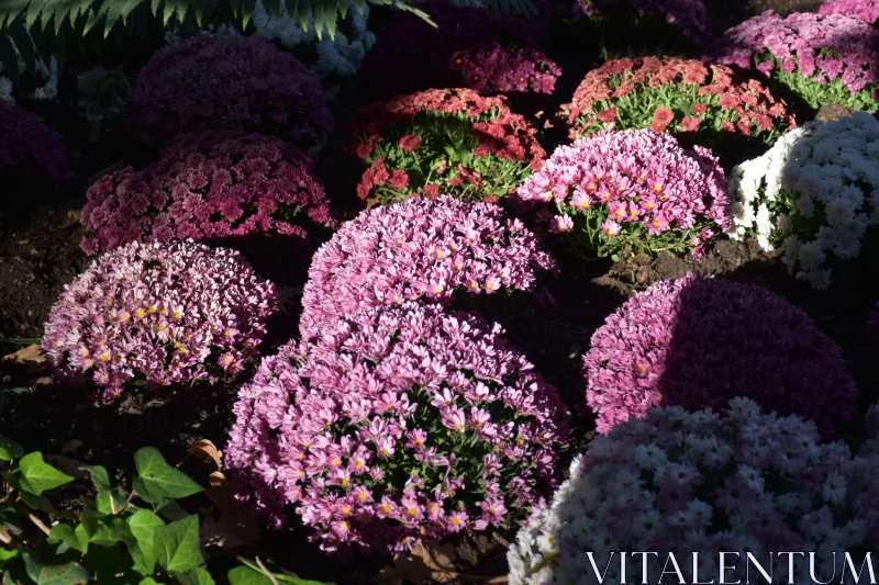 PHOTO Sunlit Pink Flowers