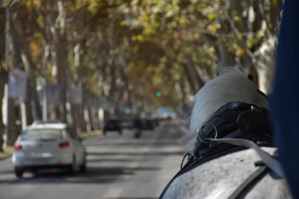 Autumn Urban Horse Carriage View