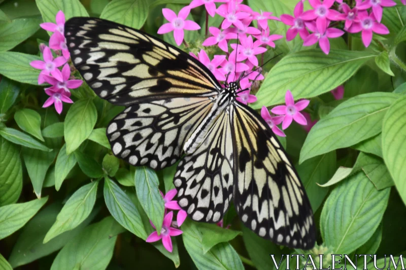 PHOTO Butterfly Resting Among Blossoms