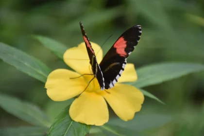 Butterfly Perched on Bloom