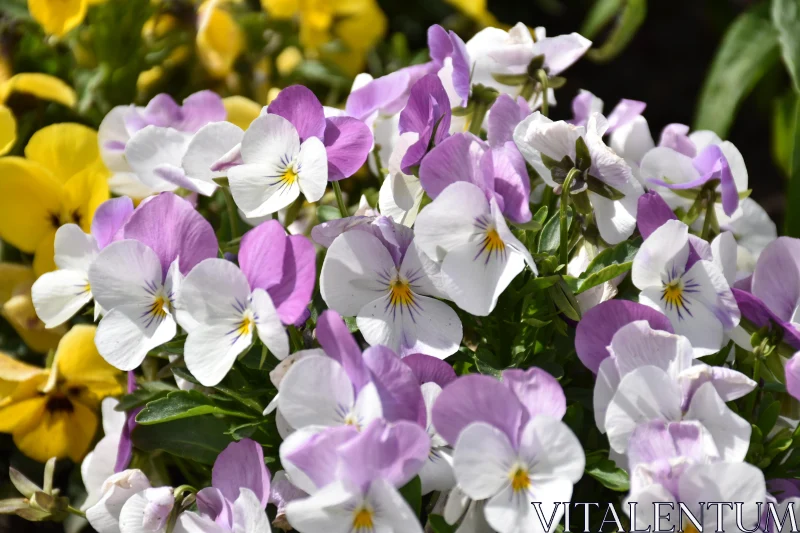 PHOTO Colorful Spring Pansy Blooms