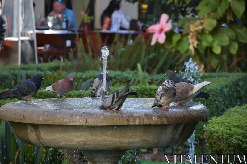 Birds Enjoying the Fountain Free Stock Photo