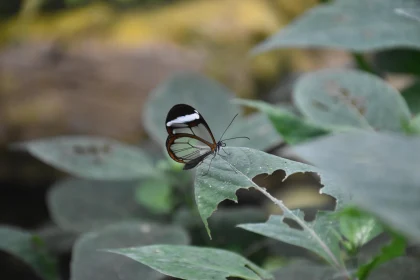 Transparent Butterfly in Pristine Nature